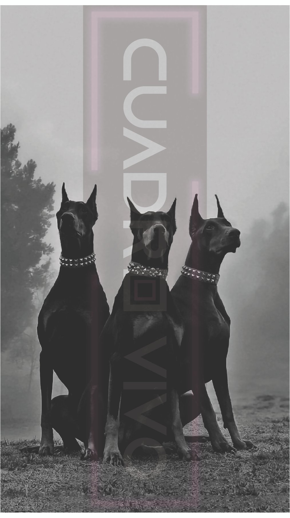 Doberman Elite – Guardianes del Poder